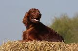 SETTER IRLANDAIS 144